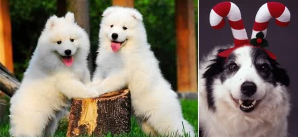 这6种狗狗，人称狗界的渣男，有你家的吗?