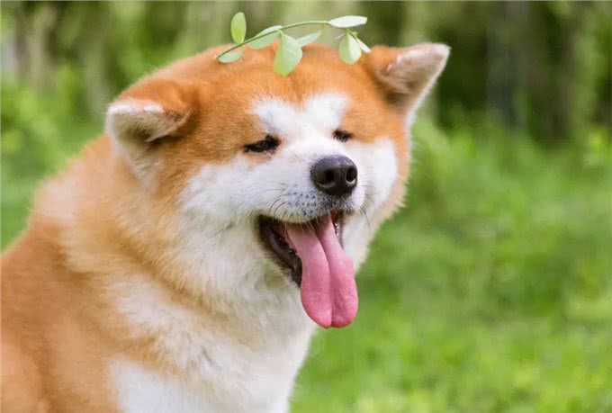 日本的国宝级犬种—秋田犬!
