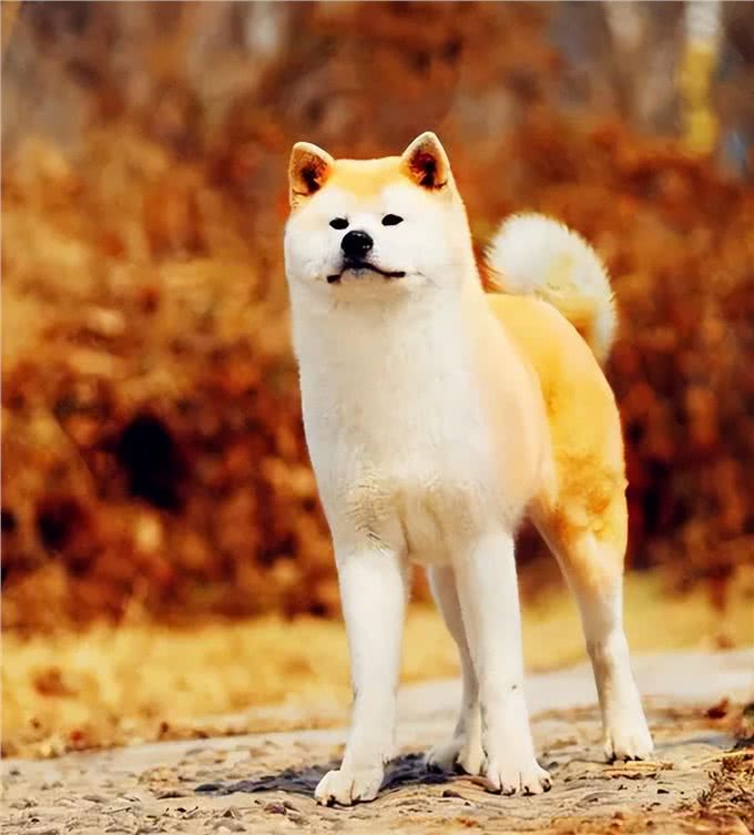 日本的国宝级犬种—秋田犬!