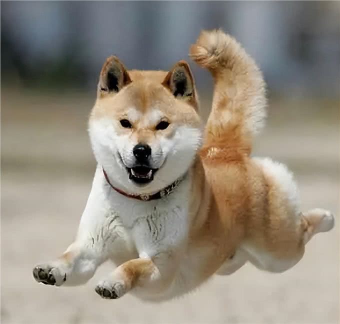日本的国宝级犬种—秋田犬!