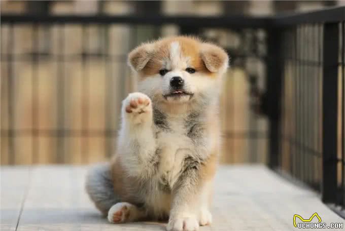 日本的国宝级犬种—秋田犬!