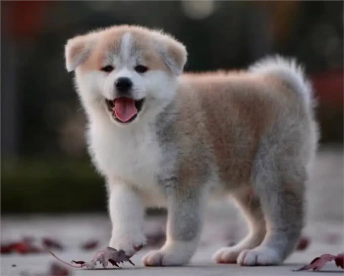 日本的国宝级犬种—秋田犬!