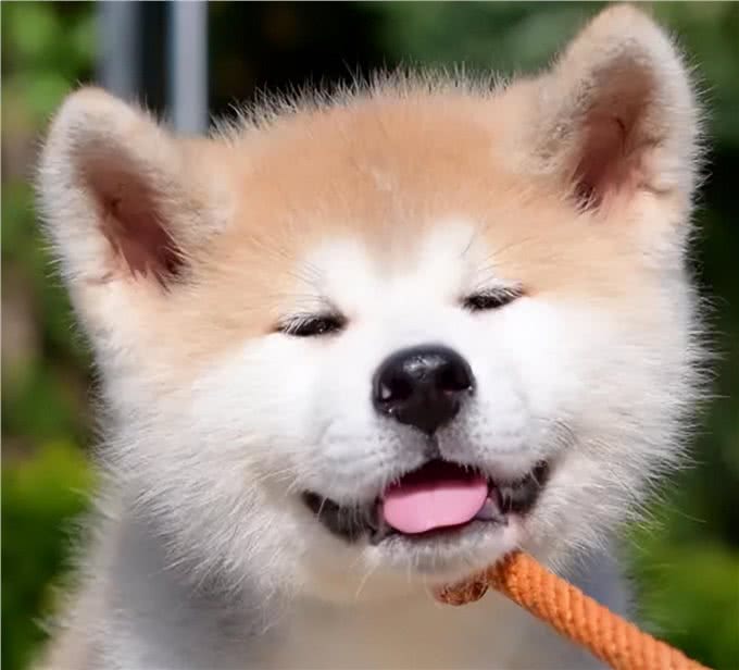 日本的国宝级犬种—秋田犬!