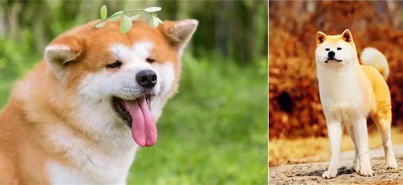 日本的国宝级犬种—秋田犬!