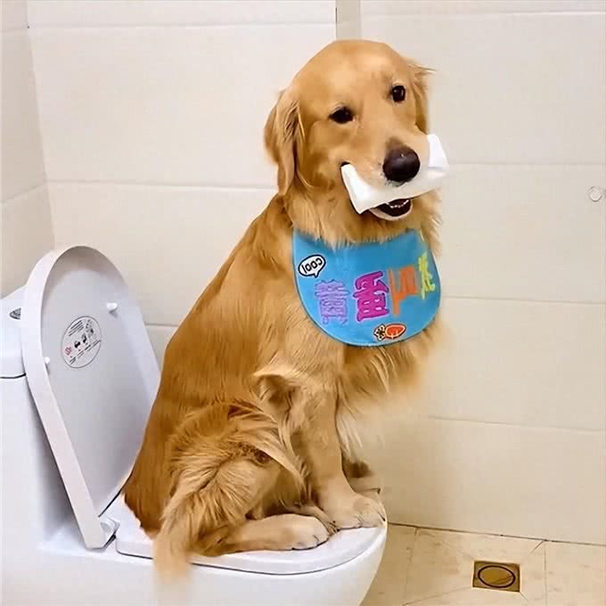 狗狗便便臭是什么原因?