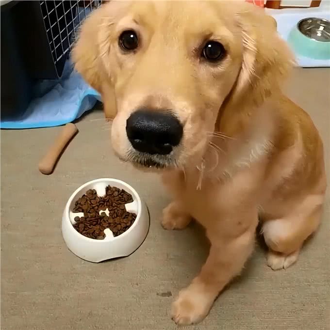 狗狗便便臭是什么原因?
