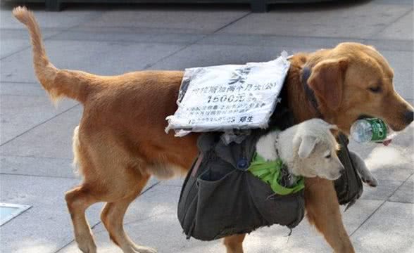 黄金猎犬背着小狗狗四处走看起来，真相却让人超生气!