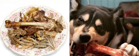 辟谣：狗狗可以吃骨头，各种骨头?别逗了，不可以!