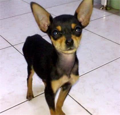 犬主必看，犬类致命杀手，犬瘟热