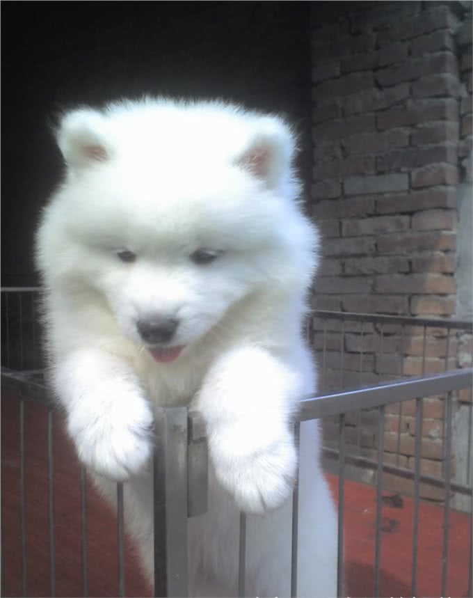 犬主必看，犬类致命杀手，犬瘟热