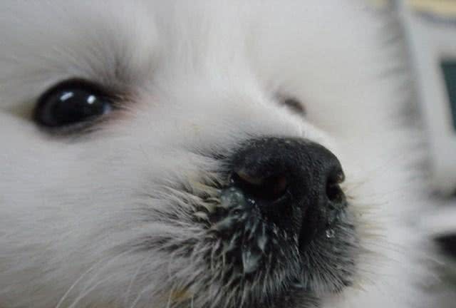 犬主必看，犬类致命杀手，犬瘟热