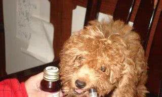 犬主必看，犬类致命杀手，犬瘟热