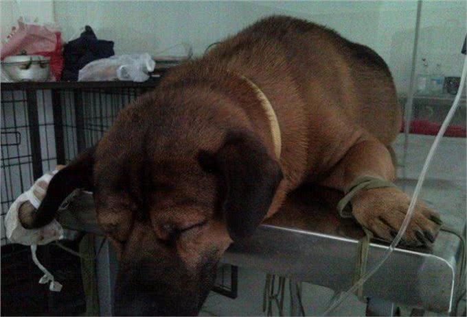 犬主必看，犬类致命杀手，犬瘟热