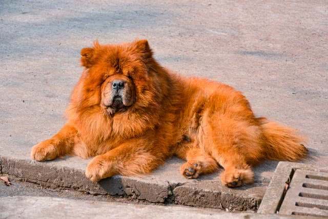 关于松狮犬的二十个冷知识