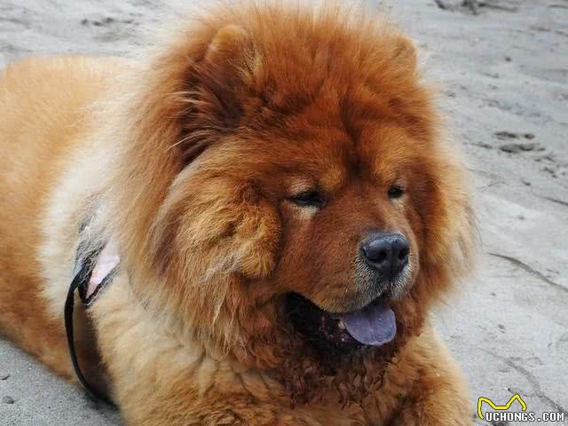 关于松狮犬的二十个冷知识