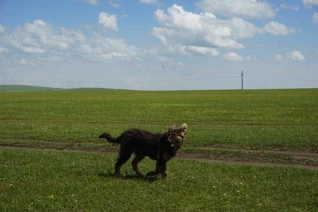 关于松狮犬的二十个冷知识