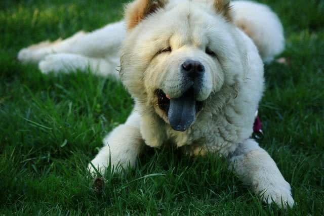 关于松狮犬的二十个冷知识