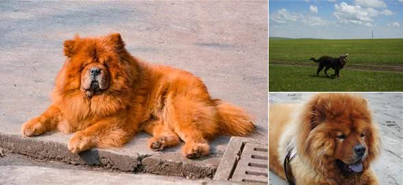关于松狮犬的二十个冷知识