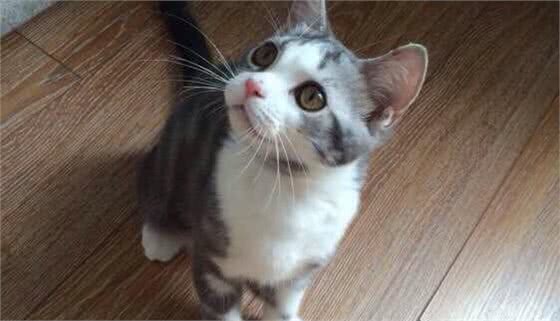 5种日常生活中最常见的纯种猫品种