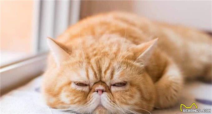 5种日常生活中最常见的纯种猫品种