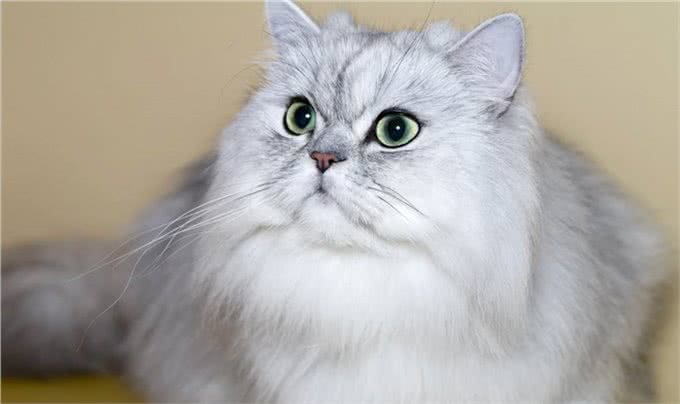5种日常生活中最常见的纯种猫品种