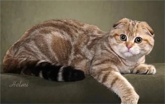 5种日常生活中最常见的纯种猫品种