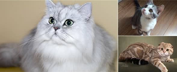 5种日常生活中最常见的纯种猫品种