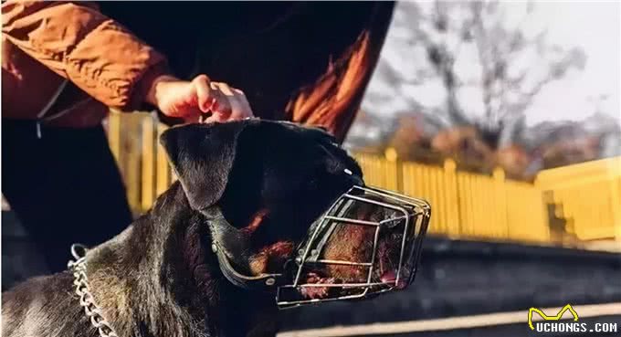 犬系男友罗威纳你了解多少?