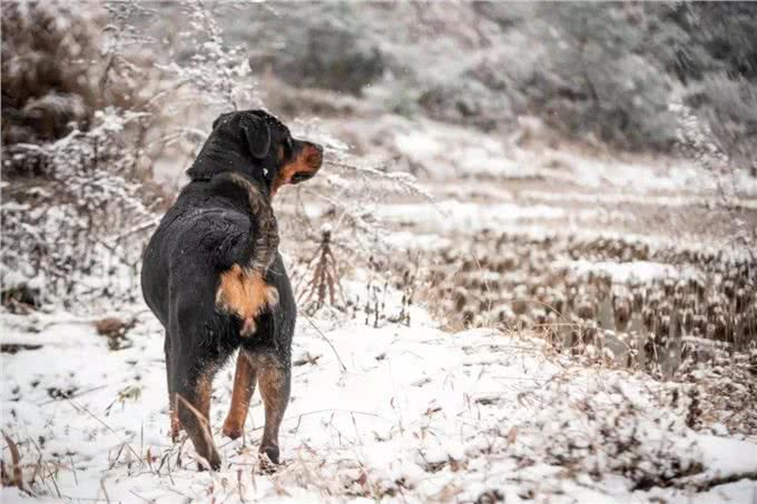 犬系男友罗威纳你了解多少?
