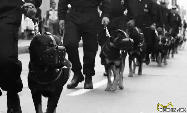 犬系男友罗威纳你了解多少?