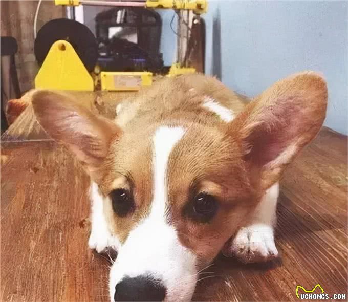 据说，只有养狗的人才能体会到的幸福和快乐