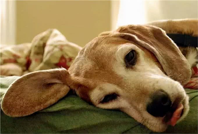 据说，只有养狗的人才能体会到的幸福和快乐