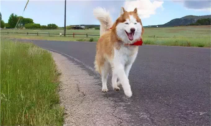 据说，只有养狗的人才能体会到的幸福和快乐