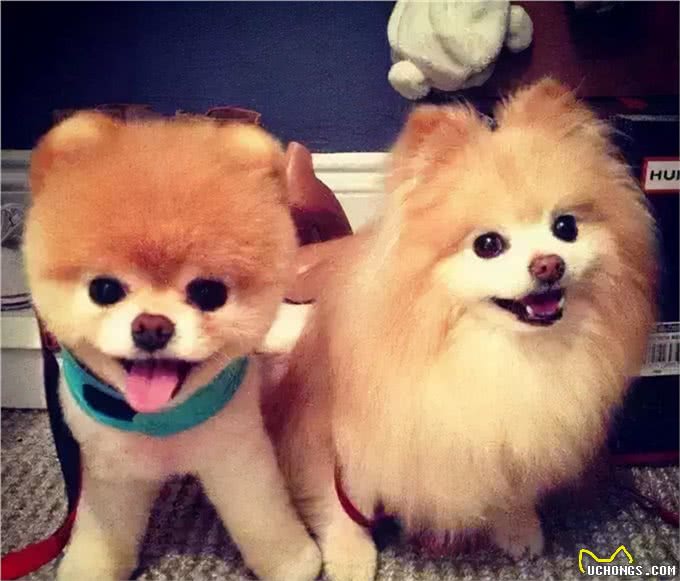 据说，只有养狗的人才能体会到的幸福和快乐