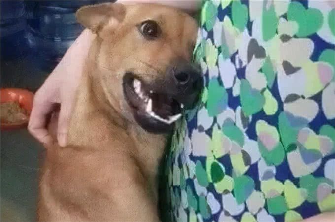 据说，只有养狗的人才能体会到的幸福和快乐