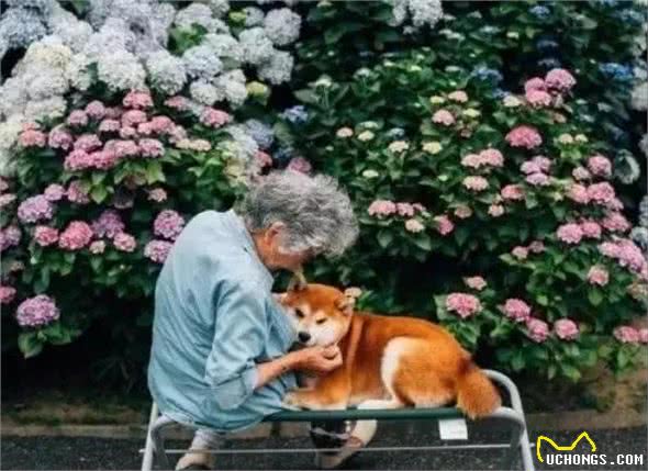 据说，只有养狗的人才能体会到的幸福和快乐