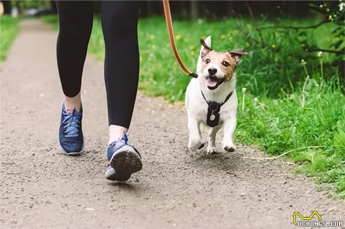 狗的痴呆症:从症状到预防，守护爱犬的每一个瞬间