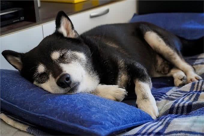 狗的痴呆症:从症状到预防，守护爱犬的每一个瞬间