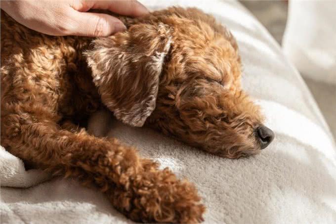 狗的痴呆症:从症状到预防，守护爱犬的每一个瞬间