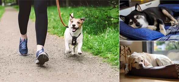 狗的痴呆症:从症状到预防，守护爱犬的每一个瞬间