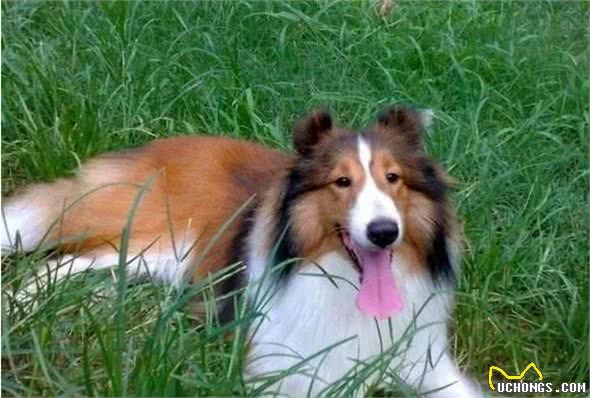 喜乐蒂犬有这些症状，你别忽视了，这是身体有虫的信号