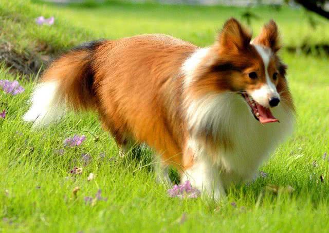喜乐蒂犬有这些症状，你别忽视了，这是身体有虫的信号