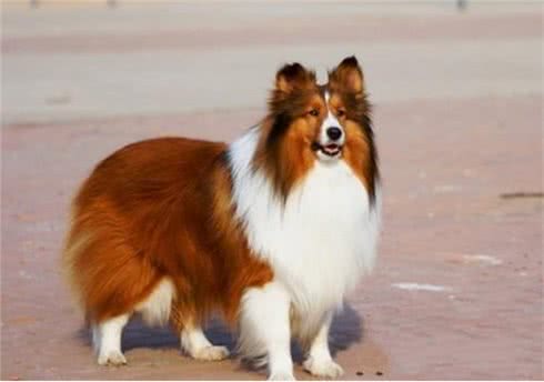 喜乐蒂犬有这些症状，你别忽视了，这是身体有虫的信号