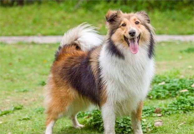 喜乐蒂犬有这些症状，你别忽视了，这是身体有虫的信号
