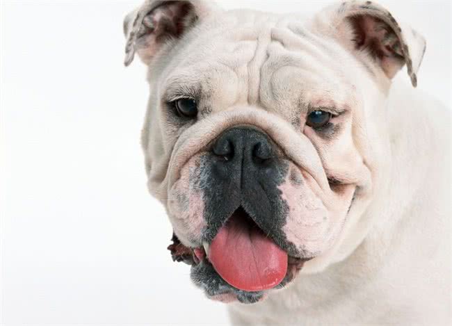 沙皮狗突然变得安静起来,难道是犬瘟热?犬瘟热有哪些症状呢