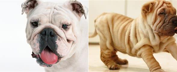 沙皮狗突然变得安静起来，难道是犬瘟热?犬瘟热有哪些症状呢