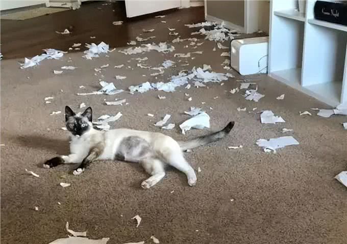 养暹罗猫半年，我开始厌烦它了