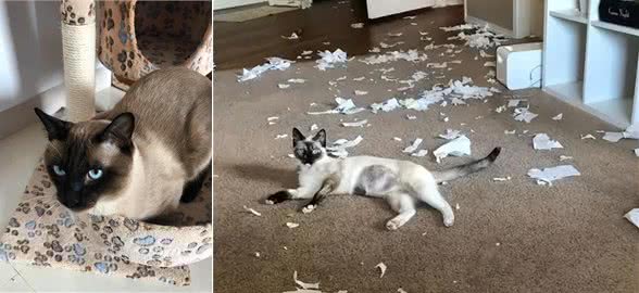 养暹罗猫半年，我开始厌烦它了