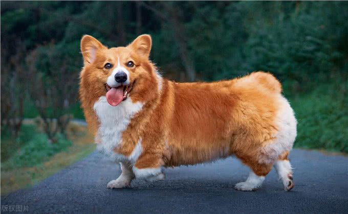 狗狗也会得抑郁症