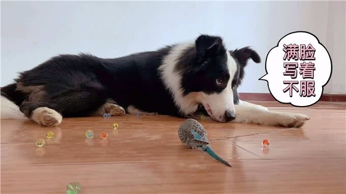 最高智商的边牧,为何这辈子也不想养了?